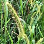 Setaria pumilaFlower