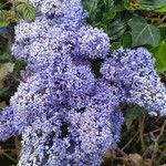 Ceanothus arboreusFlower