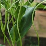 Habenaria procera Flor