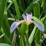 Iris virginica Flower