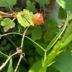 Ribes cynosbati Fruit