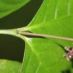 Psychotria deflexa Leaf