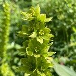 Veratrum lobelianum फूल