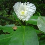 Costus arabicus फूल