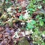 Saxifraga corsica Kwiat