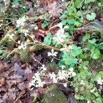 Saxifraga corsica ফুল