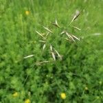 Avenula pubescens Fula