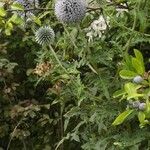 Echinops exaltatus 花