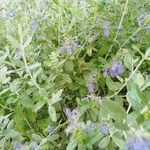 Teucrium fruticans Leaf