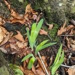 Iris cristata Leaf