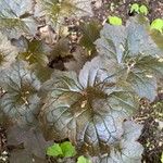 Heuchera micrantha Leaf