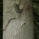 Mouriri nervosa Kabuk