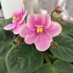 Saintpaulia ionantha Flor