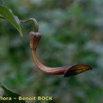 Aristolochia altissima Blomma