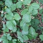 Rubus vestitus Blatt