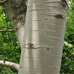 Populus × canescens Bark