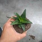 Alworthia ‘Black Gem’পাতা