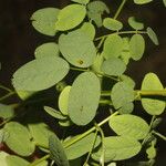 Indigofera trita Blatt