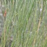 Cytisus scoparius Leaf