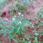 Cleome monophylla Flor