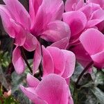 Cyclamen persicum Çiçek