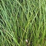 Eriophorum latifolium List