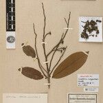 Guatteria maypurensis Blad