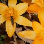 Crocus angustifolius 花