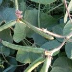 Vigna radiata Gyümölcs