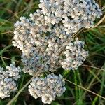 Achillea millefoliumFlower