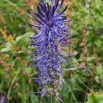 Phyteuma betonicifolium Flor