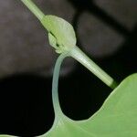 Aristolochia littoralis Leaf