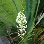 Hebenstretia angolensis Flower