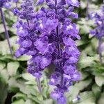 Salvia farinacea Flower