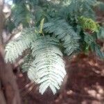 Albizia amaraList