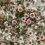 Trifolium occidentale Blomma