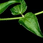 Chromolaena odorata Leaf