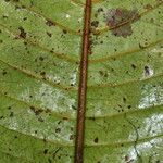Psychotria densinervia Leaf