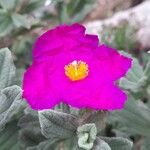 Cistus crispus Blüte