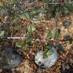 Rhamnus crocea Агульны выгляд