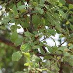 Commiphora africana 葉