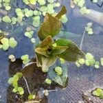 Veronica anagallis-aquaticaLeaf