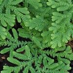 Selaginella braunii 叶