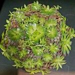 Sempervivum globiferum Folla