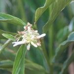 Alpinia galanga Flor