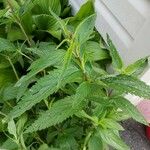 Verbena hastata Leaf