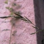 Brachypodium sylvaticumFlower