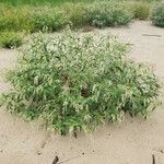 Persicaria lapathifolia Libunga
