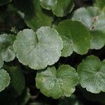 Hydrocotyle americana 葉