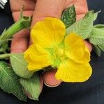 Ludwigia peruviana Flor